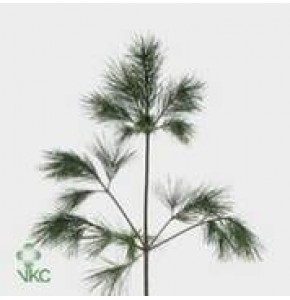 ΠΕΥΚΟ- ΠΡΑΣΙΝΑΔΑ PINUS STROBUS BOS
